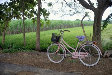 Fototapeta premium Feminine bikes are parked on rural roads
