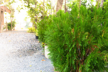 Photo of beautiful greenery during the day. The plant decorations in home.