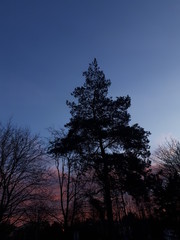 Tree against the backdrop of sunset - Bekkelaget 