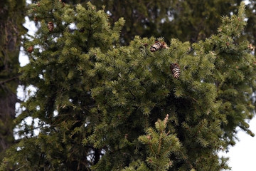 In the spring there are only a few last year's cones left on the branches of the spruce