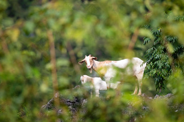 The goats on the mountain