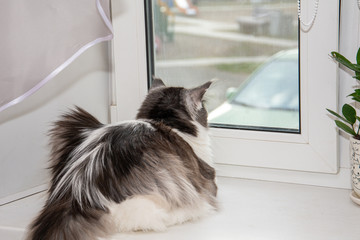 A beautiful black-white cat Maine Coon sits and looks out the window.