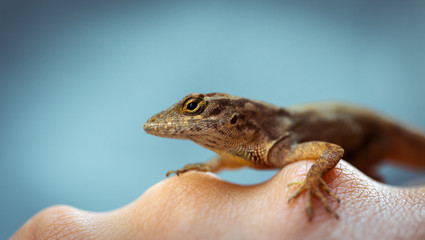 Beautiful brown lizard sitting on human hand at blue background, macro close-up
