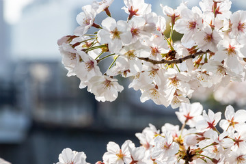 横浜みなとみらいの桜（撮影場所：横浜新港橋）