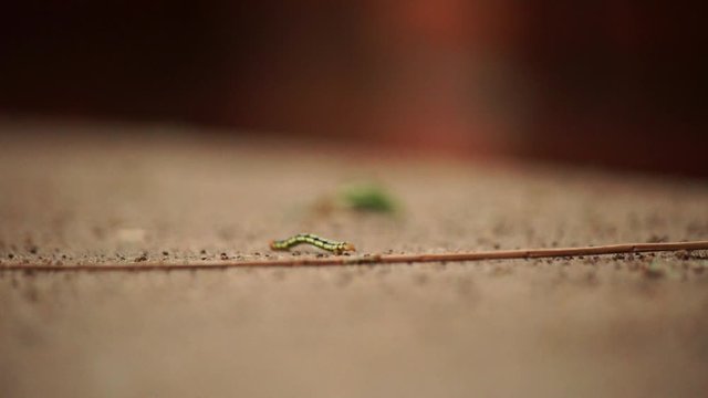 Mid shot of a caterpillar moving on the floor