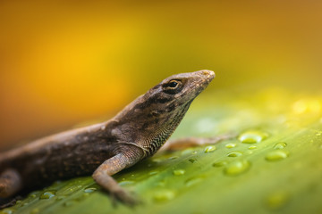 Beautiful brown lizard sitting on green leaf with water drops on yellow background, macro close-up 