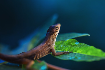 Beautiful brown lizard sitting on green leaf and dark blue background, macro close-up 