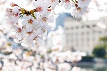 横浜みなとみらいの桜（撮影場所：横浜新港橋）