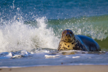 Kegelrobbe (Halichoerus grypus) auf Helgoland, Deutschland © Jearu