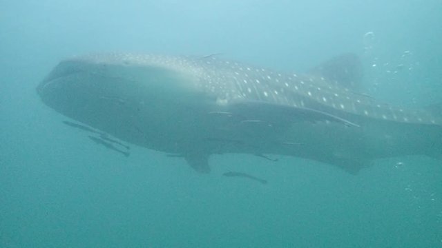 whale shark swimming close