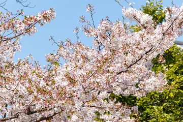 横浜みなとみらいの桜（撮影場所：横浜さくら通り）