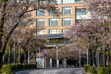 横浜みなとみらいの桜（撮影場所：横浜さくら通り）