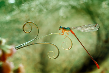 damselflies on a green leaf