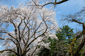 Obraz premium 満開！樹木公園のソメイヨシノ