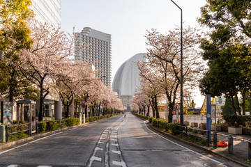 横浜みなとみらいの桜（撮影場所：横浜さくら通り）
