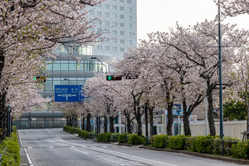 横浜みなとみらいの桜（撮影場所：横浜さくら通り）