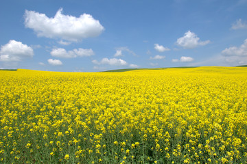 Obraz premium Blooming canola field. Rape on the field in summer. Bright Yellow rapeseed oil. Flowering rapeseed. with blue sky and clouds