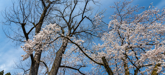 満開！樹木公園のソメイヨシノ
