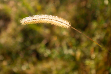 Close-up of dog tail grass