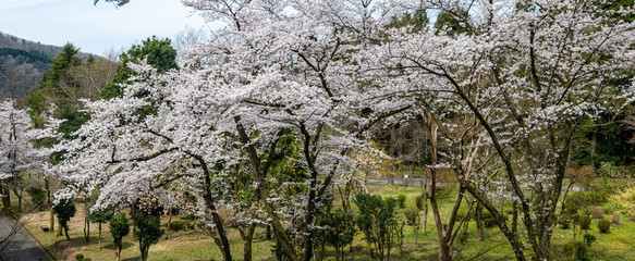 満開！樹木公園のソメイヨシノ