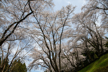 Fototapeta premium 満開！樹木公園のソメイヨシノ