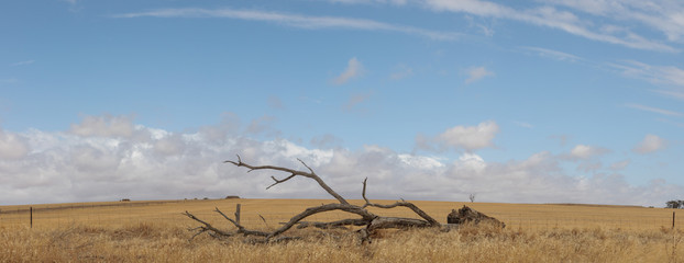panoramic of a fallen dried dead native tree left to become native animal habitat by the edge of a farm field in rural Victoria, Australia against a sunny blue sky