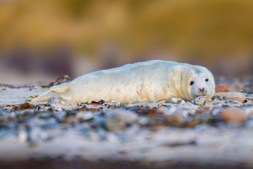 Junge Kegelrobbe (Halichoerus grypus) auf Helgoland, Deutschland