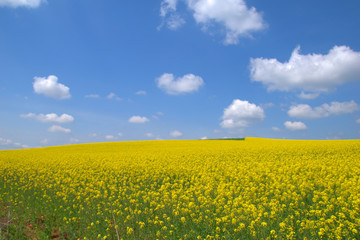 Blooming canola field. Rape on the field in summer. Bright Yellow rapeseed oil. Flowering rapeseed. with blue sky and clouds