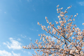 横浜みなとみらいの桜（撮影場所：横浜さくら通り）