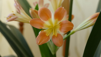 perennial plant clivia cinnabar