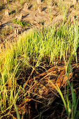 Paddy fields after rice harvest in the countryside