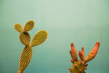 two minimalist prickly pears with blue background