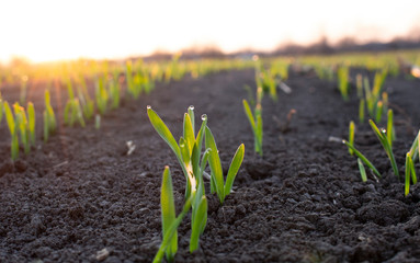 A tuft of sprouted wheat grain, or barley with drops of morning dew and morning sunlight.