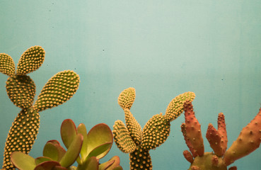 minimalist prickly pears with blue background
