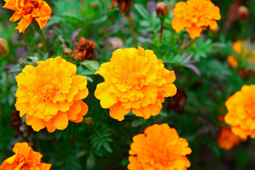 Orange marigolds aka tagetes erecta flower on the flowerbed