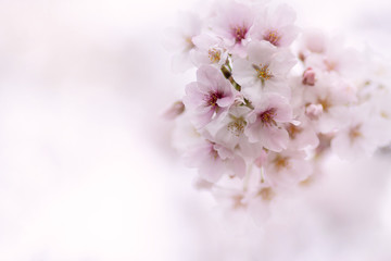 桜　さくら　cherry blossoms