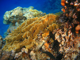 Corals at the bottom of the Red Sea