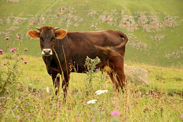 Cow grazing on ths summer alpine meadow