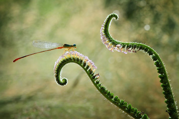 Damselflies and Tiny
