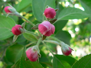 pink tree flower in a green garden