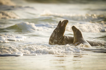 Kegelrobbe (Halichoerus grypus) auf Helgoland, Deutschland