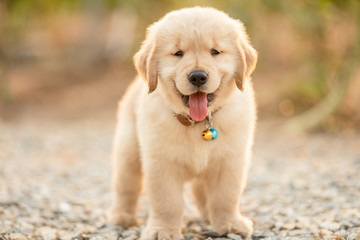 Cute puppy (Golden Retriever) standing in the outdoor garden on blur background