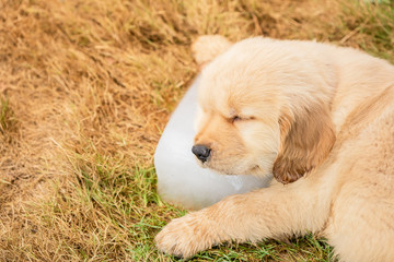 Cute puppy (Golden Retriever) sleeping on the ice cube in the garden. Animal in summer season concept