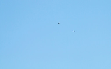 Birds flying in the sky