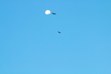 Birds flying in the sky