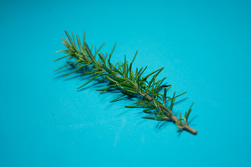 minimalist rosemary on light blue background