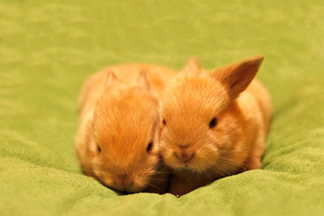 Brown baby rabbits
