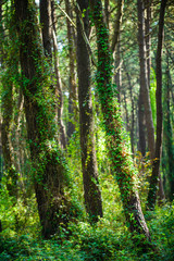 Forest in the Cabarceno nature park. Cantabria. Northern coast of Spain