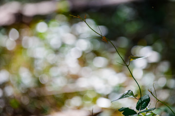 Scenic background with bokeh. Forest in the Cabarceno nature park. Cantabria. Northern coast of Spain