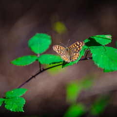 Butterfly in the forest. Cabarceno nature park. Cantabria. Northern coast of Spain